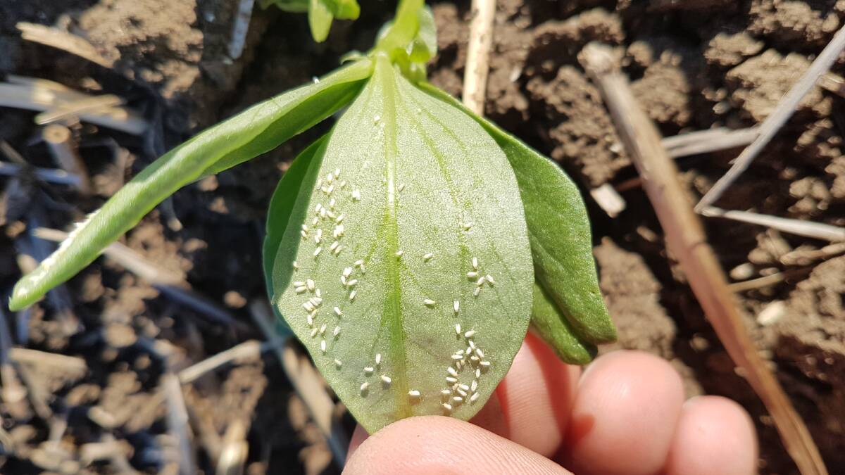 DON'T PANIC: Entomologist Dr Melina Miles says once cooler weather sets in, the silverleaf whitefly populations will drop.