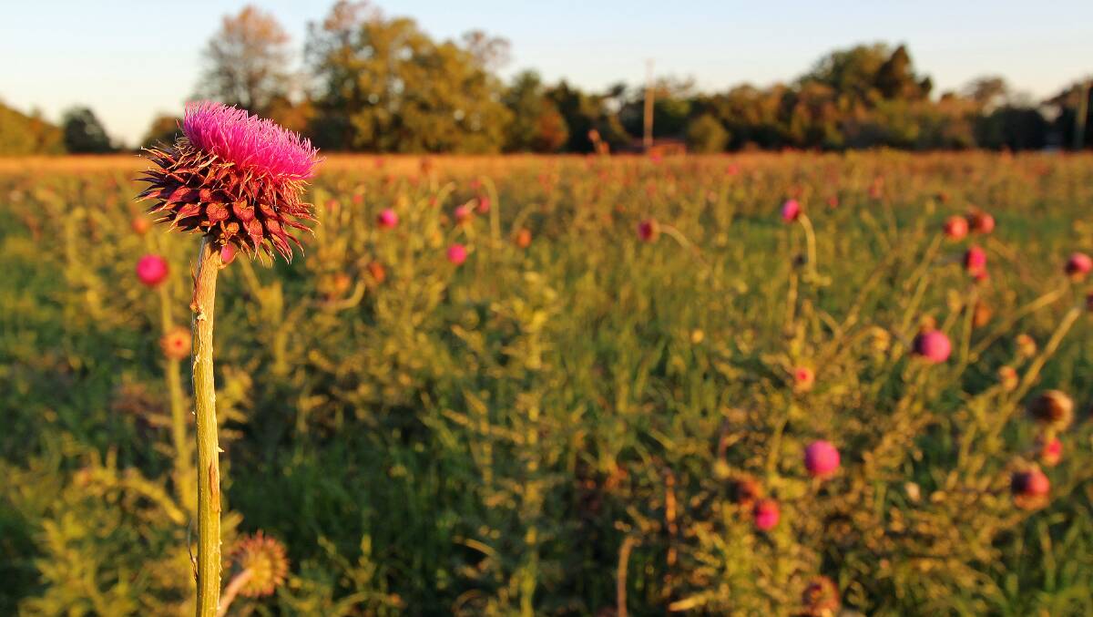 Beauty but a beast (spear thistle weed). Photo - Judith Gray, NT.