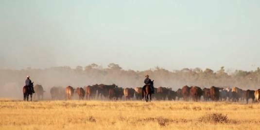 NEW BID: A consortium of Australian grazing families has made an offer of $386m for S. Kidman & Co.