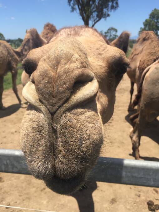 The appeal of camels goes far beyond their good looks. 