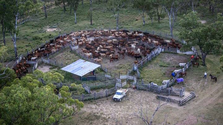 One of two sets of cattle yards on Sardine Creek.