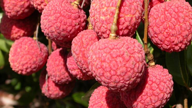 FULL OF GOODNESS: Consumers have been told fresh Australian lychees are safe to eat following reports of children in India falling sick after eating unripe fruit. Photo - TIQ