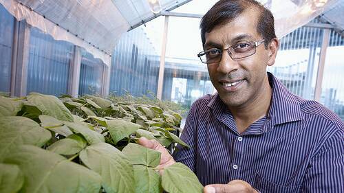 QUT's Professor Sagadevan Mundree is leading a project looking at developing new nutritionally-rich foods based on tropical pulses.
