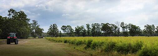 The NATTo tea tree plantation covers some 672 hectares with the Bungawalbin National Park in Northern NSW.