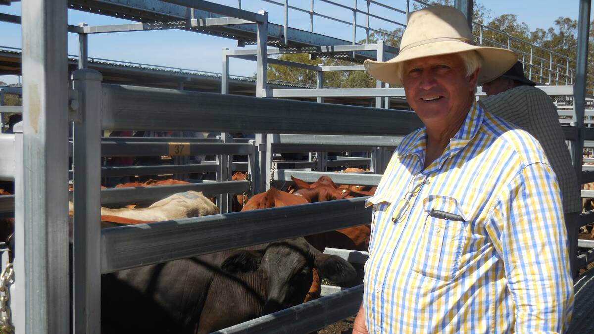 RED HOT: Warren Drynan, Eurara Pty Ltd, Innisplain, sold 18 month old steers for $1310 at the Beaudesert store sale.