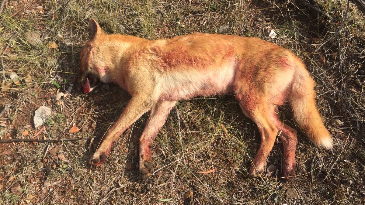 SHEEP KILLER: Wild dogs have destroyed $100,000 worth of sheep on Allendale at Gore.