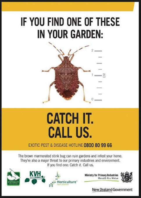 Australia and New Zealand are cooperating to keep out pests including the brown marmorated stink bug.