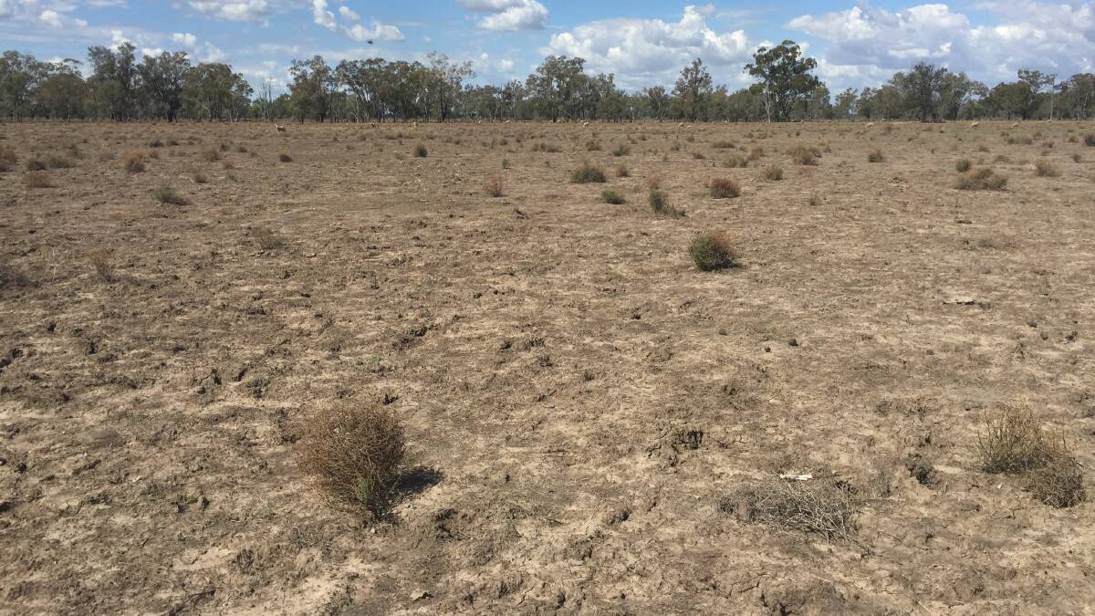 While the Lamey's property Coomonga is inundated with floodwater, the adjoining property Glentown is suffering extreme drought.