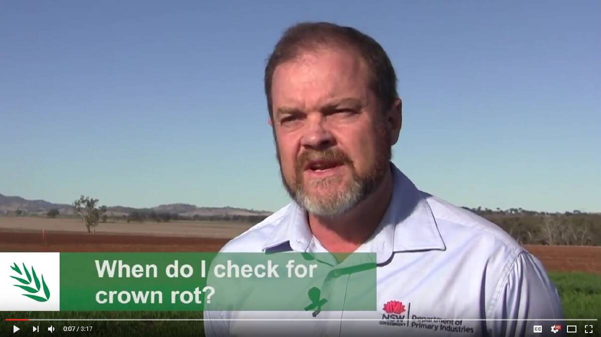 DISEASE RISK: NSW DPI senior plant pathologist Steven Simpfendorfer says crown rot can have a serious impact on yields. 