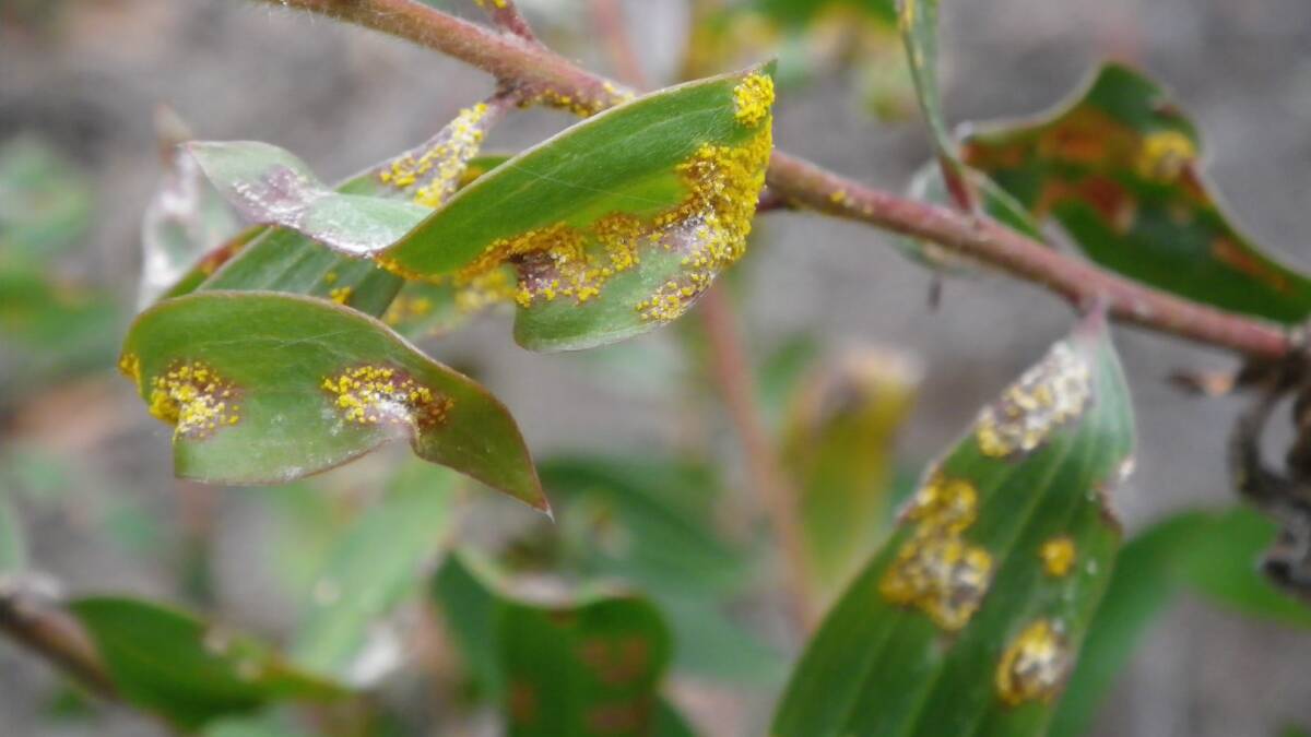 BIOLOGICAL DISASTER: Scientists are working to protect plants from the fungal disease myrtle rust, which has made it to New Zealand.