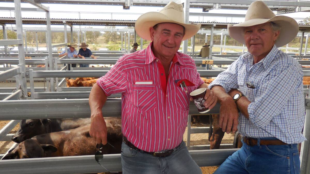 SALE TIME: Bruce Warren, Carneys Creek, sold 12 month old Red Angus steers for $1015 and Frank Browne, Moogerah, sold 15 month old Brangus heifers for $1000.