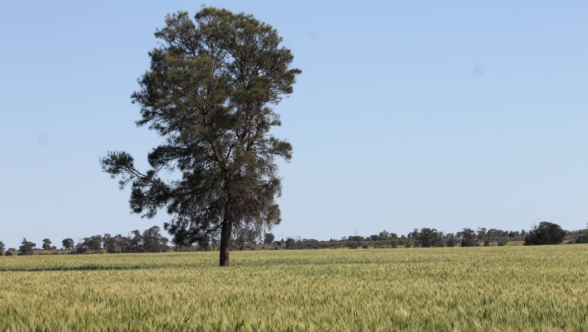 Milton Park is described as slightly undulating brigalow, belah country.
