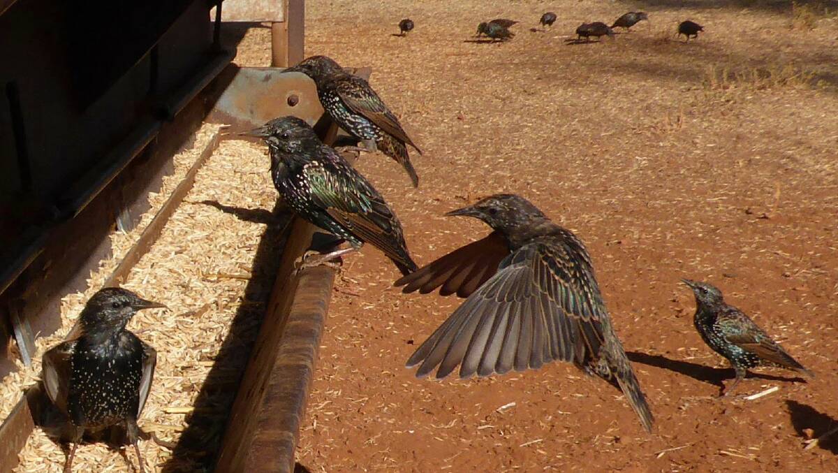 Starlings at a grain feeder. Peter Tremain, NSW.