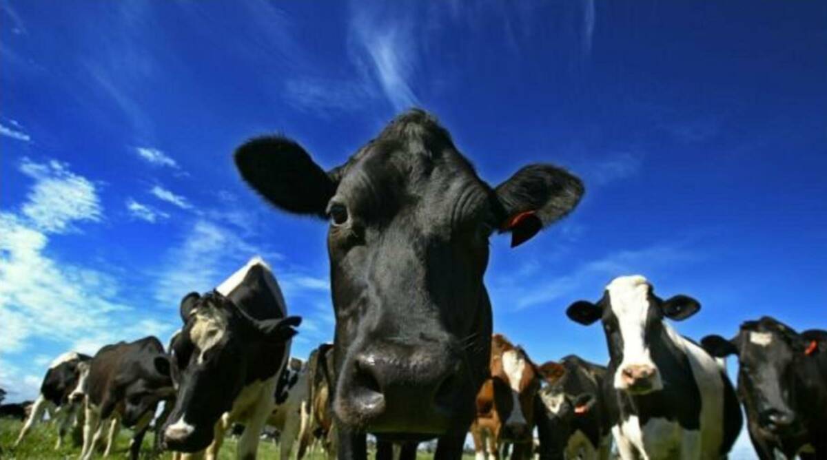 Dairy Cattle: A statutory $6/head live export levy is likely to be implemented following consultation with industry.