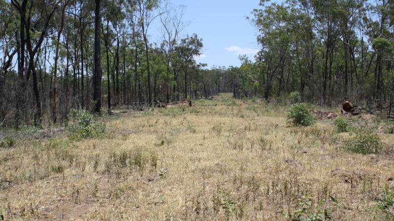 TREE LAWS: An Eidsvold grazier found guilty of the unauthorised clearing of 367.5ha of native vegetation will appeal the Magistrates Court's decision. 