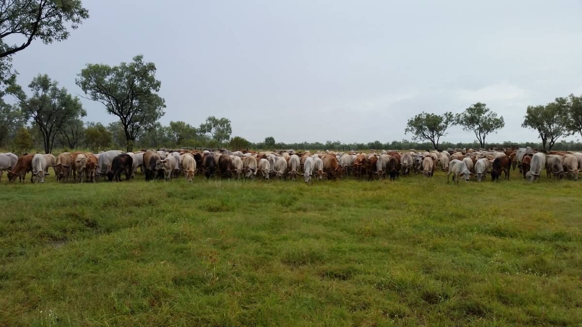 Charolais and Charbray bulls have been used in the mostly Brahman herd.