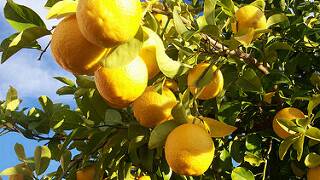FRUIT FLY FIGHT: Lemons grown on backyard trees in Brisbane, the Sunshine Coast, Stanthorpe, Cairns and Bundaberg are urgently being sought for an important national biosecurity project.
