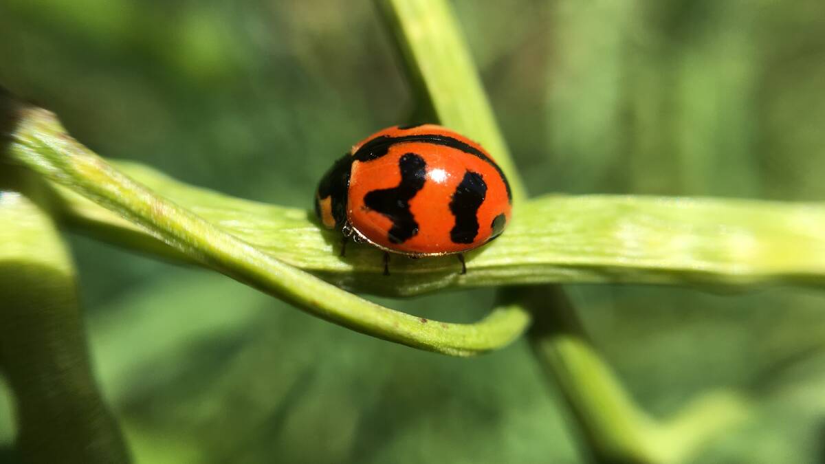 UP CLOSE: People who sign up to receive GrowNotes Alert will be offered a complimentary macro lens for a smart phone, enabling them to take close-up photos with 10x the magnification of most mobile devices. This is a macro lens image of a beneficial ladybug. Photo - Agriculture Victoria.