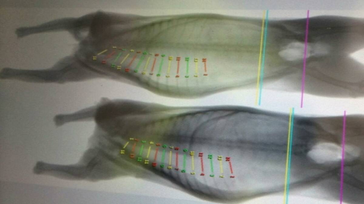 NEW VISION: DEXA uses dual X-ray technology to accurately determine the amount of meat, fat and bone in a carcase, in this case lamb carcases.