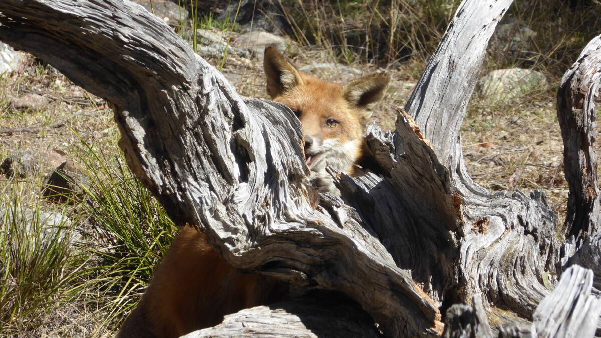 PEOPLE'S CHOICE WINNER: The cunning fox. Photo - Mario Pennisi, Qld.  