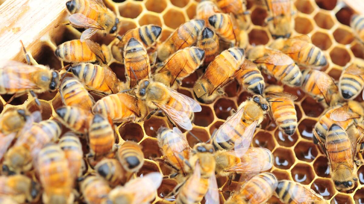 Bees experts meet in Gympie