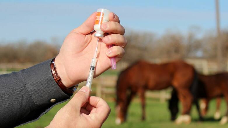REPORT RELEASED: The Parliamentary Agriculture and Environment Committee has recommended vaccinations for horses should not be mandatory.