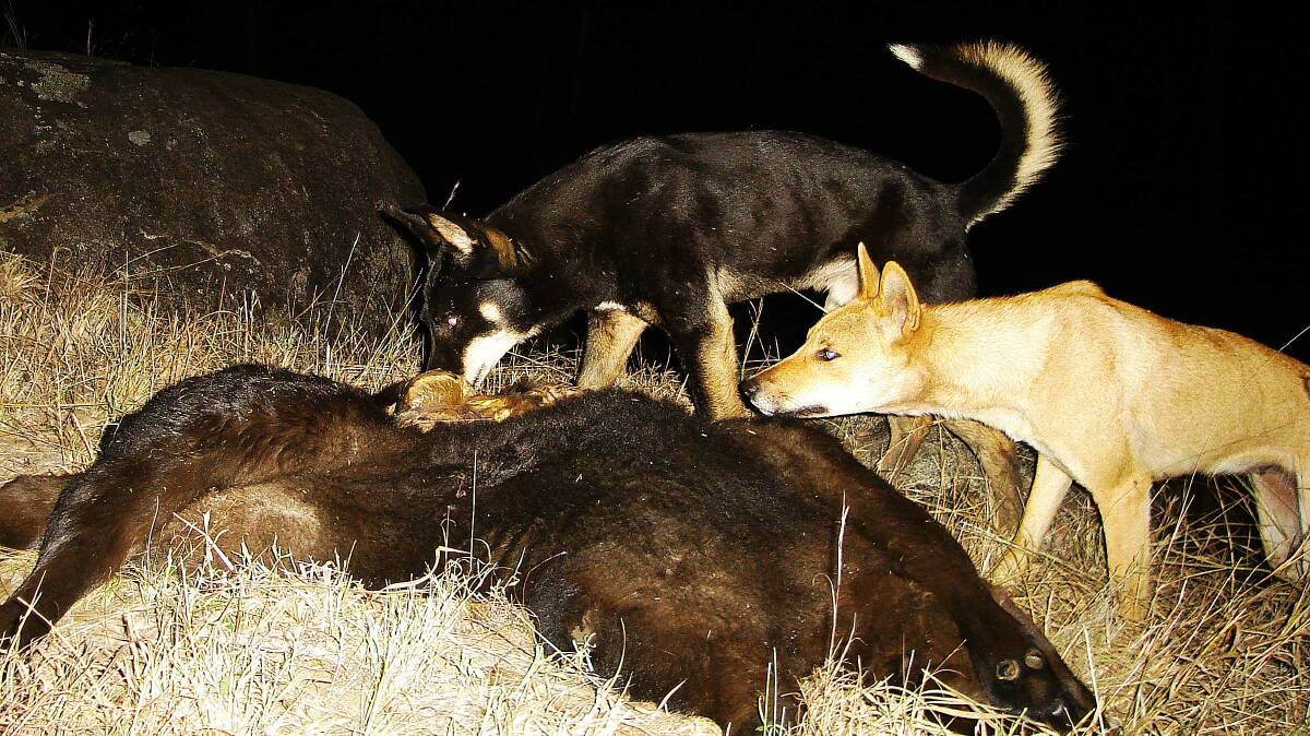 DOG PROBLEM: Pest animal costs are on the rise with wild dogs estimated to cost agriculture $89 million a year.