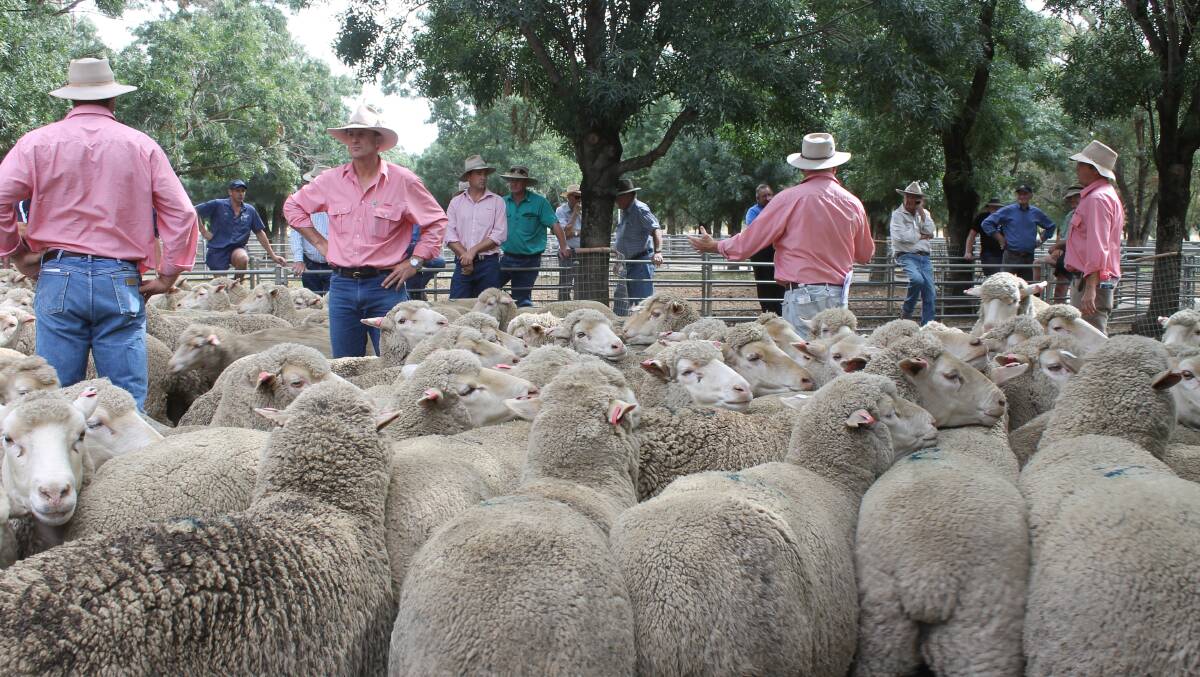 The Elders team searches for further bid on a yard of Coonong Station blood and bred Dohne ewes, scanned in lamb with multiple detections, that to $241 at the Deniliquin autumn sheep sale.