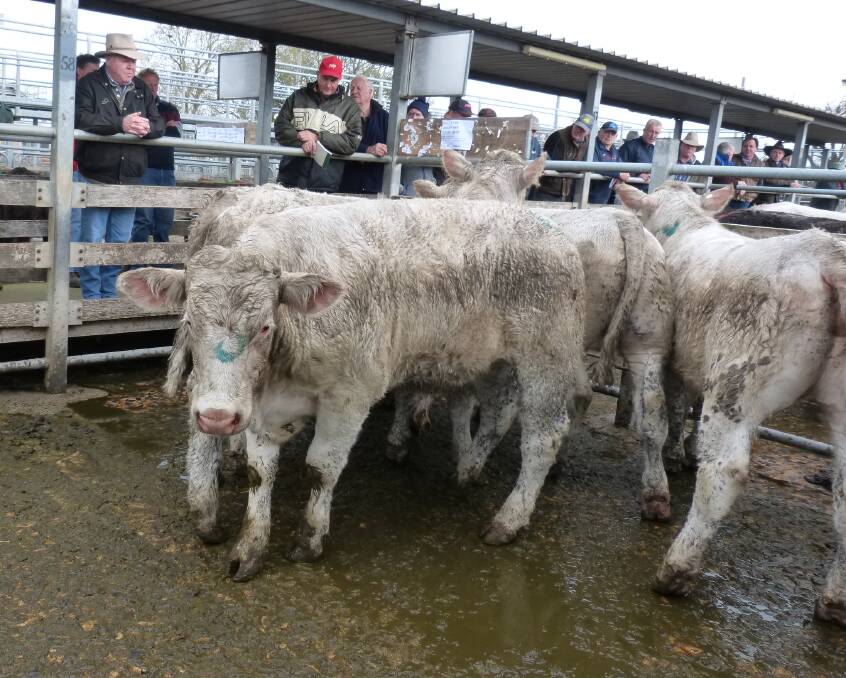 OUTDATED: While the quality of the stock excels the aging Warragul saleyards could become another relic of the past.
