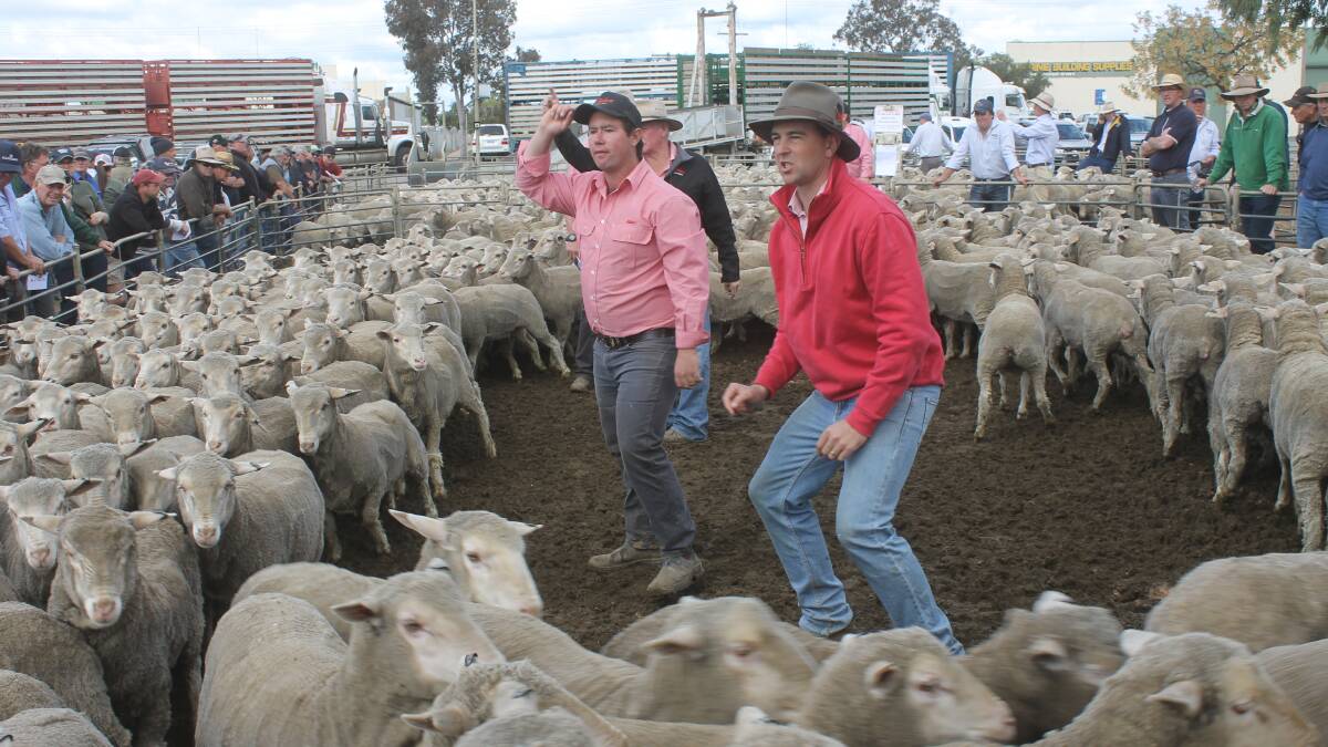 Swan Hill ewes top $232