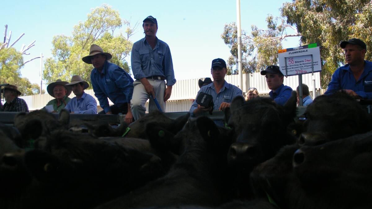AuctionsPlus Debut for Southern Weaners