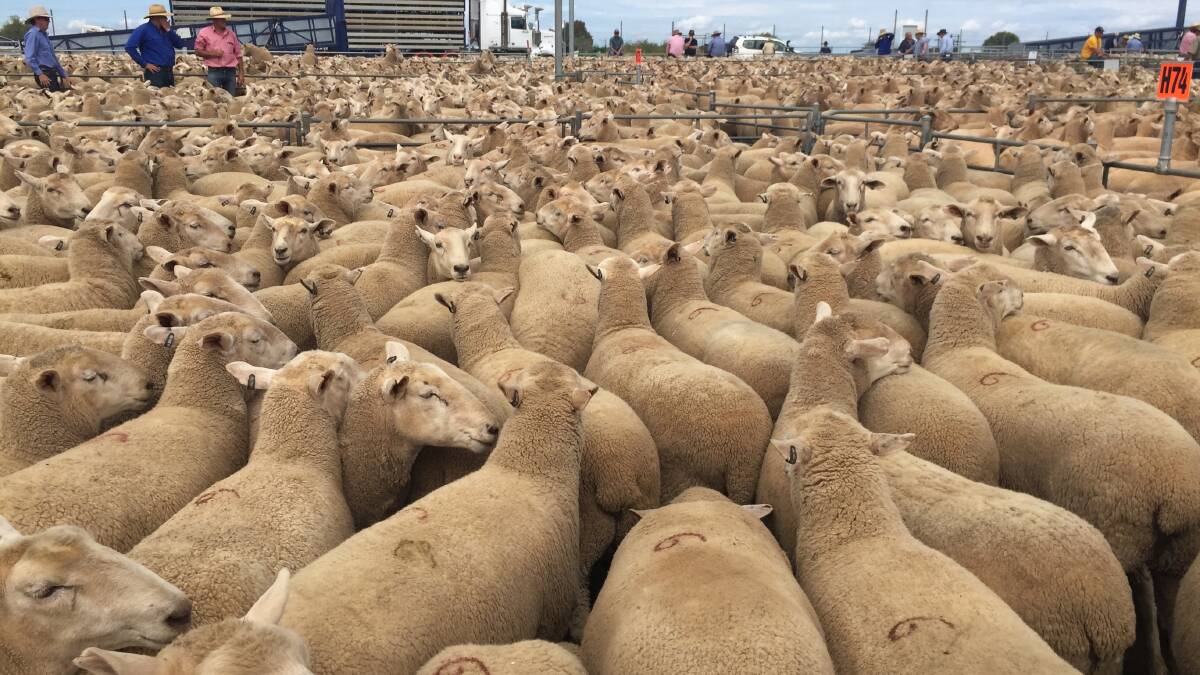 Corowa ewes smash $300, topping at $314 a head