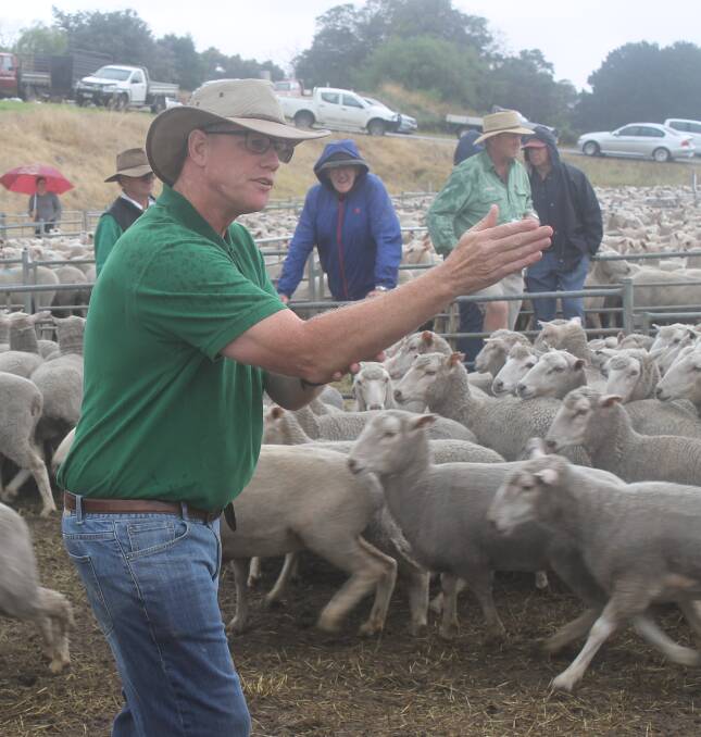 Landmark Casterton's Greg Bright said well-bred, well shorn and well presented sheep sold well throughout the 8000-head store yarding.