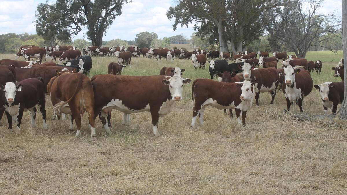 Rob Lawrence and Georgie Luckock's Ennerdale and Yarram Park-blood Polled Hereford herd quietly grazing on their Cavendish-district property, Banool.