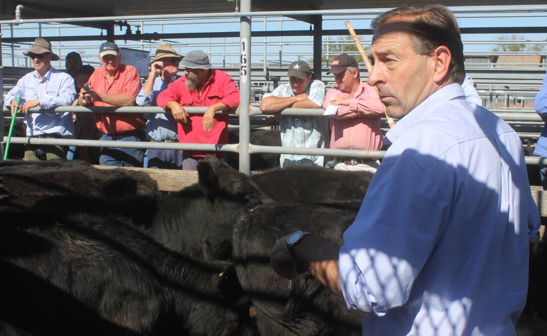 HF Richardson P/L principal Will Richardson watched the market from inside the pens at the Ballarat sale.
