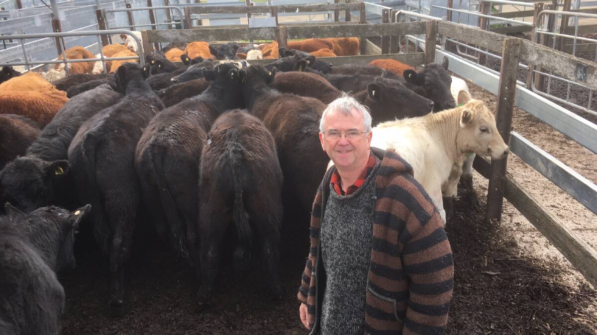 Matt Waklin, "Tamara Farm", Diggers Rest, with some of the 40 steers he purchased for an average of $1079/head.