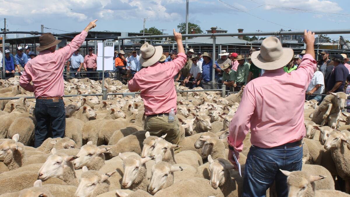 Fiercely contested Ballarat ewes sell to $310