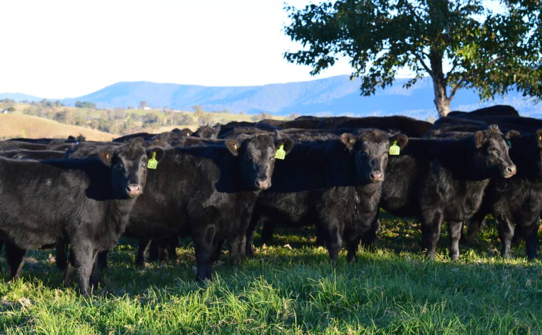 Brown Mountain Angus heifers on native pasture at the stud's Bega Valley property in New South Wales. The young heifers are sisters to the Brown Mountain bulls which will be up for sale on August 19 in Kingaroy.