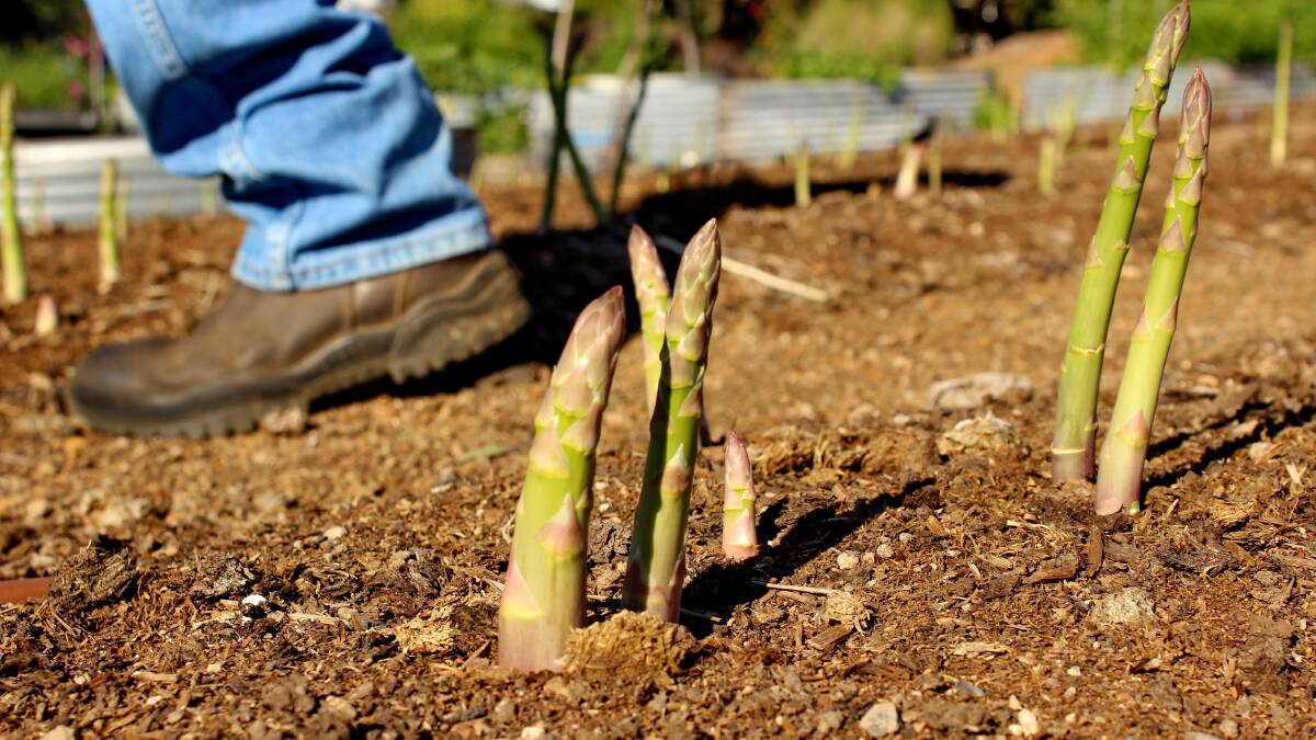 Asparagus darlings on the Downs