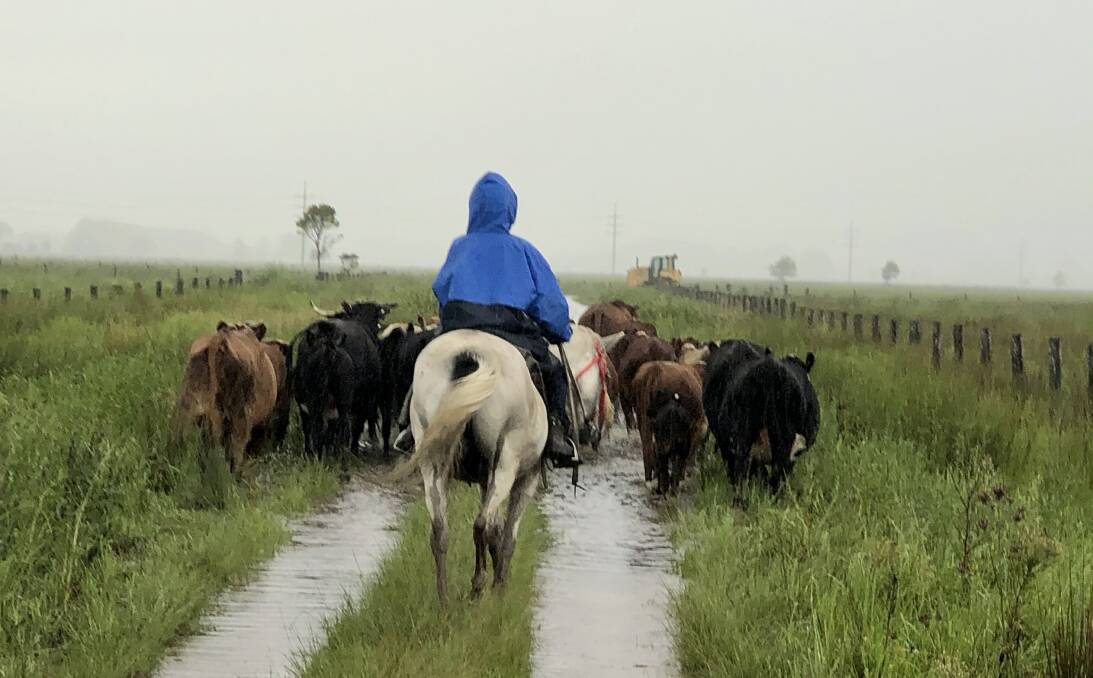 Primary producers shift cattle to higher ground. Photo: Samantha Townsend
