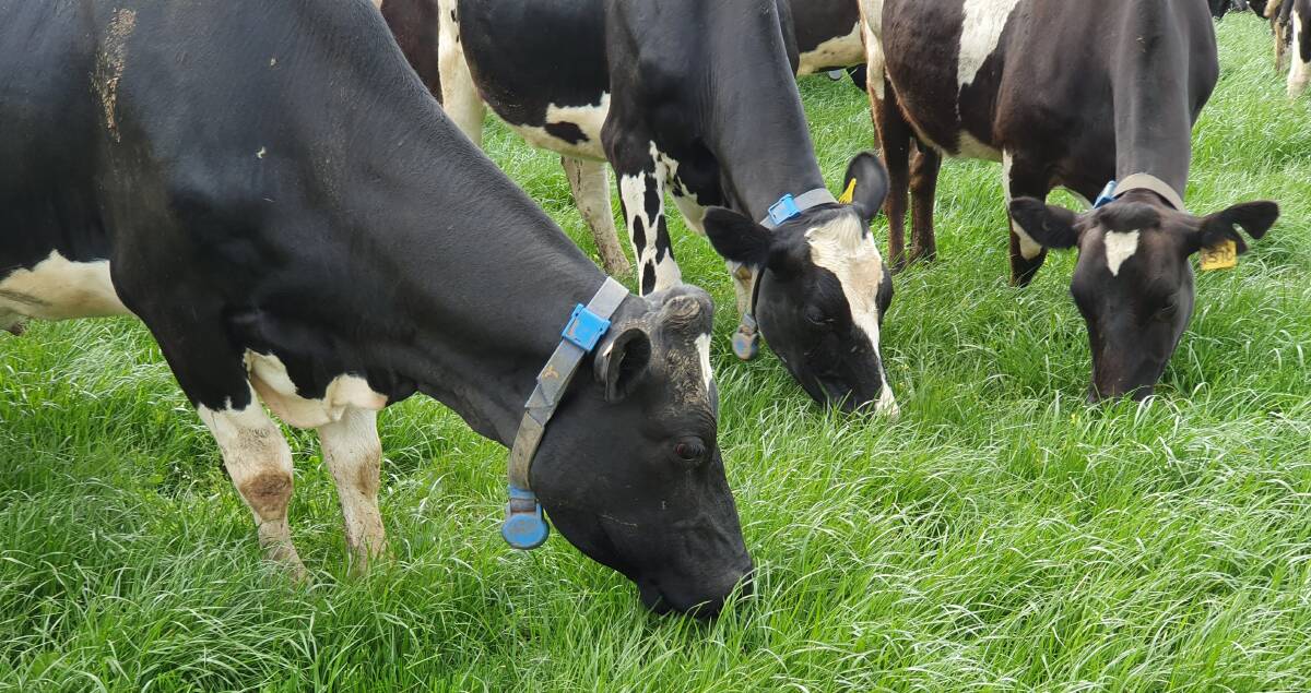 GRAZING DISCOVERIES: Dairy cows at TIA's Elliott Dairy Research Facility wore high-tech sensor collars to help researchers learn more about grazing habits. Picture: Supplied