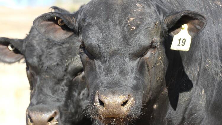 Revealed: The top 10 Australian bull studs of 2022
