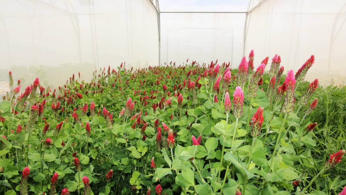  Early flowering crimson clover in bee enclosure. Picture supplied by UWA.