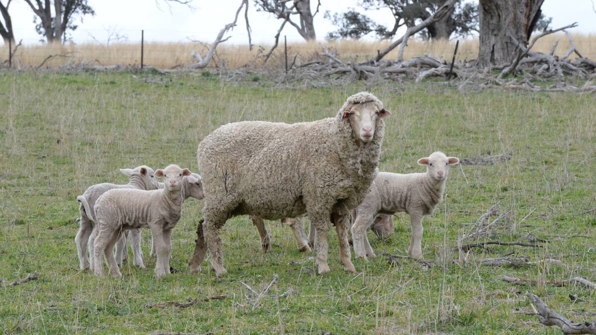 The Bureau of Meteorology have released a sheep grazier warning for parts of the country. File picture. 