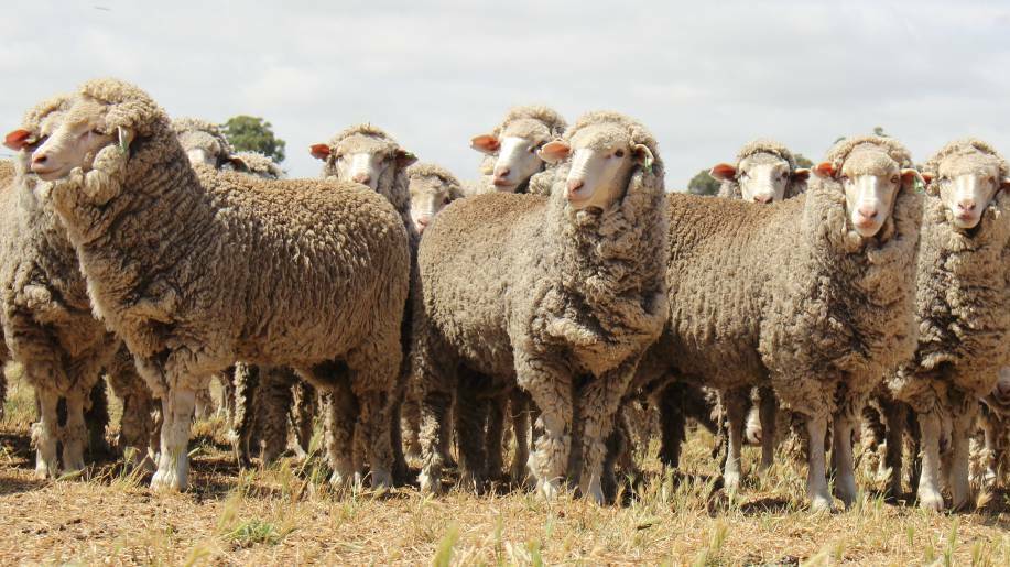 Wool growers paid an average of $657 in research and development levies in 2021-22 across 66,610 levy payers.