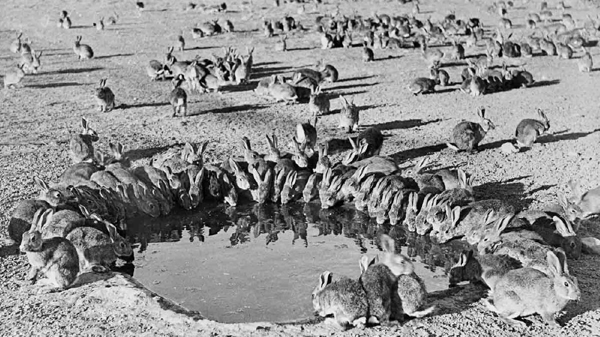 OLD FOE: Rabbits around a waterhole during a myxomatosis trial in 1938. Source: National Archives