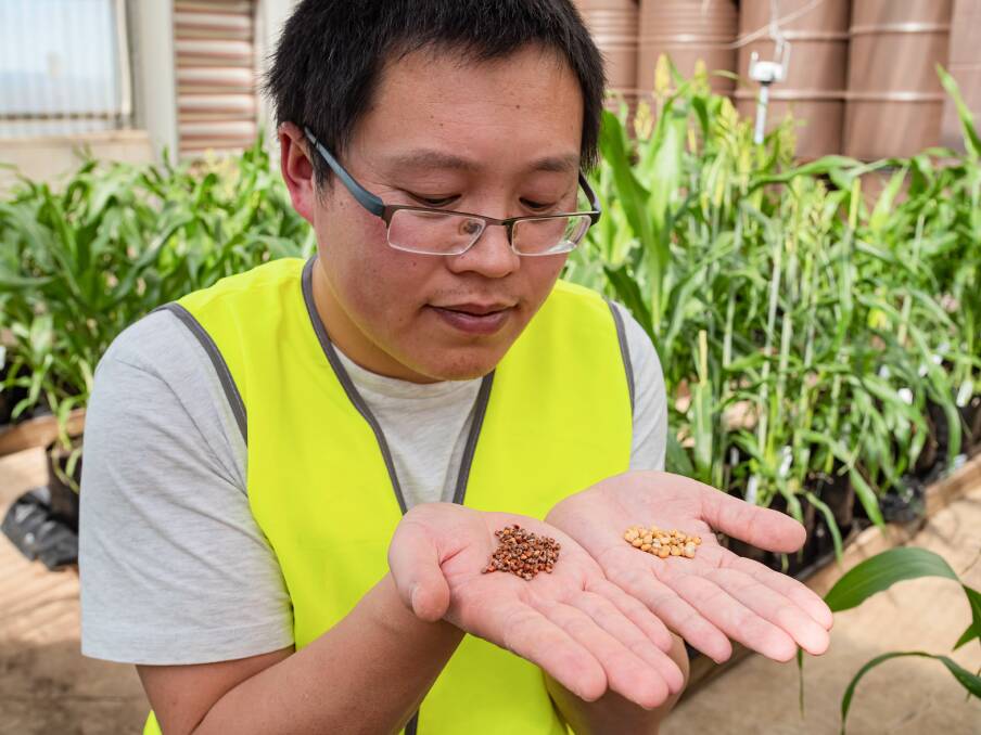 GRAIN GAIN: QAAFI researcher Dr Yongfu Tao displays grain size variation in sorghum. Photo: Megan Pope, UQ.