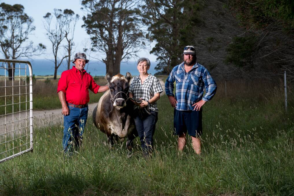 Geoffrey and Donna Loane pictured with their son Tim and the one remaining cow left on the property, named Gidget. The Loane family is celebrating 100 years of the Clifton Jersey stud in 2024. Picture by Phillip Biggs.