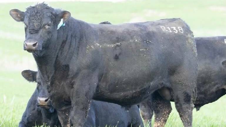 The top priced Milwillah Angus bull, Milwillah Jaal R138, which fetched $200,000.