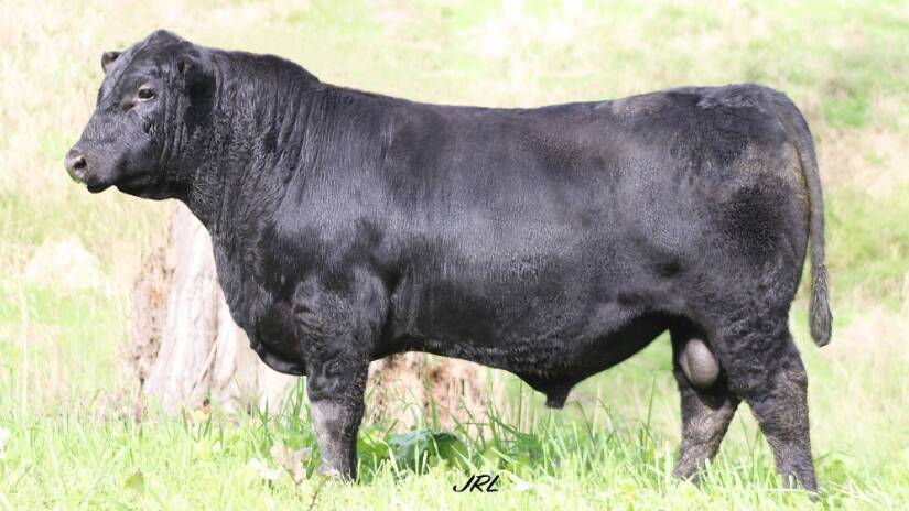 The Knowla Livestock $190,000 sale topper Knowla So Right S48.